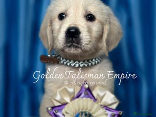 Golden Retriever dogs 35*GEN KC/FCI Dad Champion Health Certificated - Advert 6