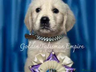 Golden Retriever dogs 35*GEN KC/FCI Dad Champion Health Certificated - Advert 7