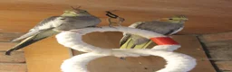 Cockatiels birds for sale: Young Cockatiels  - Advert 18
