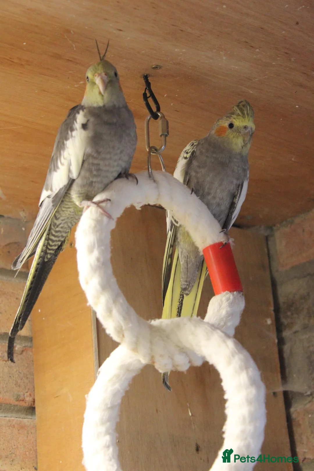 Cockatiels birds for sale: Young Cockatiels  - Advert 18
