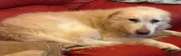 Mixed Breed dogs for adoption: Rosie - Norwich Norfolk  in Norwich - Advert 24