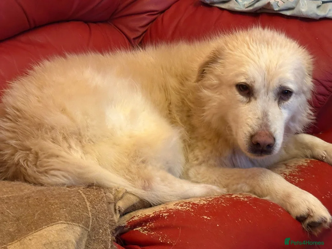 Mixed Breed dogs for adoption: Rosie - Norwich Norfolk  in Norwich - Advert 24