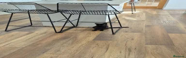 Domestic Shorthair 1