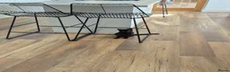 Domestic Shorthair cats for sale: Adorable kitten looking for new home  - Advert 1