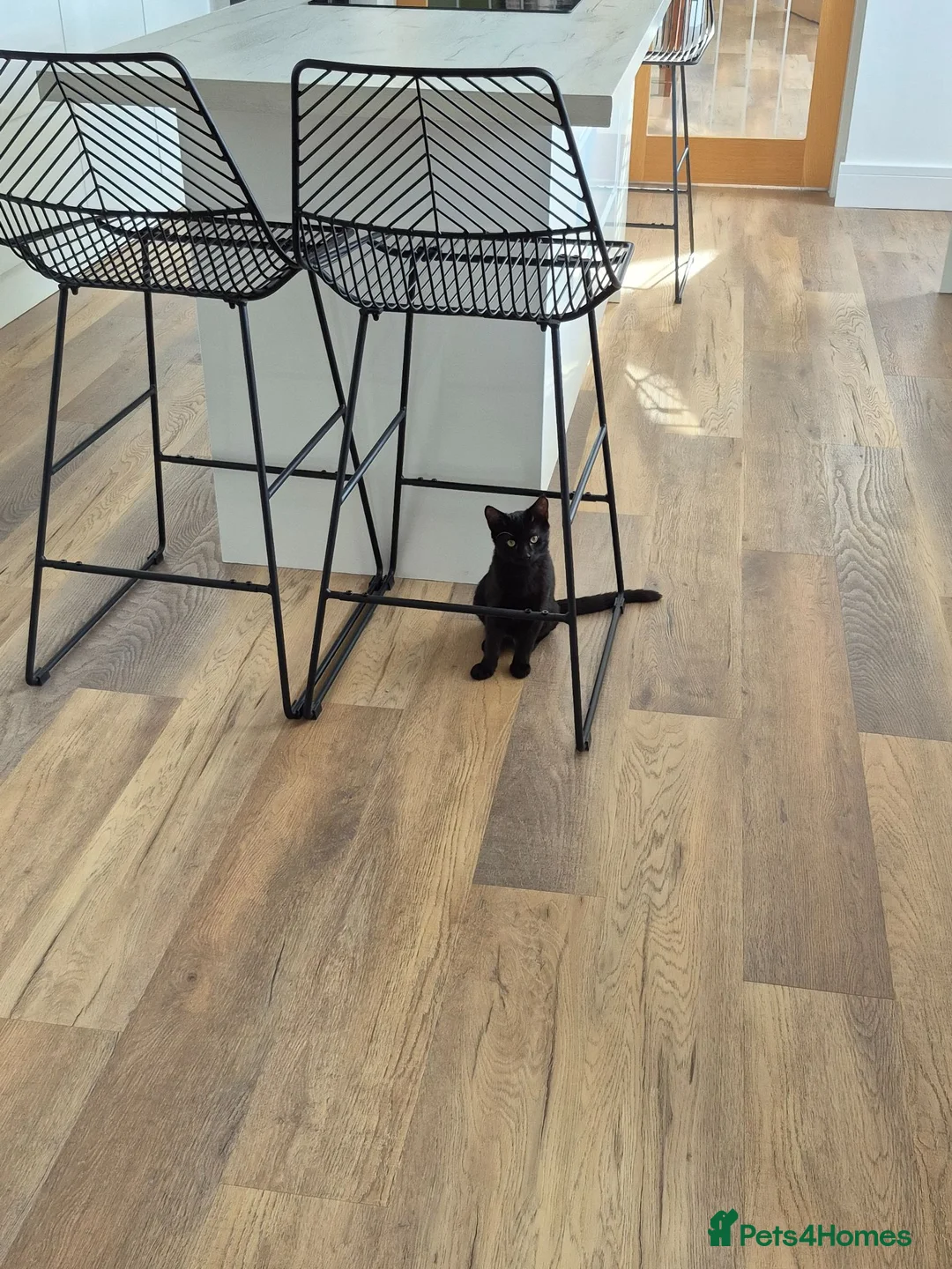 Domestic Shorthair cats for sale: Adorable kitten looking for new home  - Advert 1