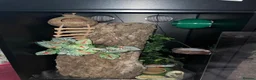 Gecko reptiles for sale: Super Dalmatian Crested Gecko £380 - Advert 10