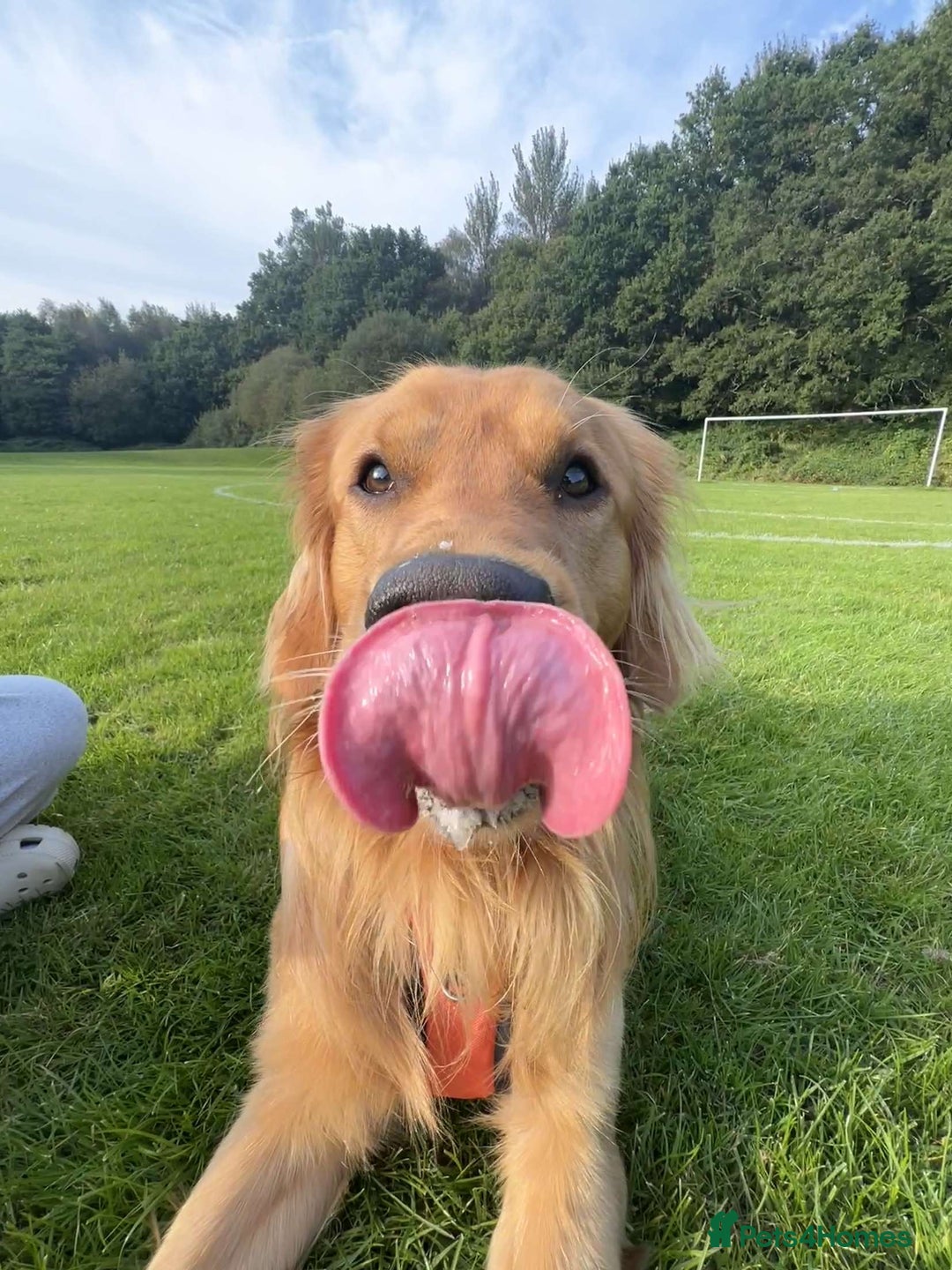 Golden Retriever dogs for stud: HANDSOME 2 YEAR OLD RED STUD - GOLDEN RETRIEVER  - Image 12