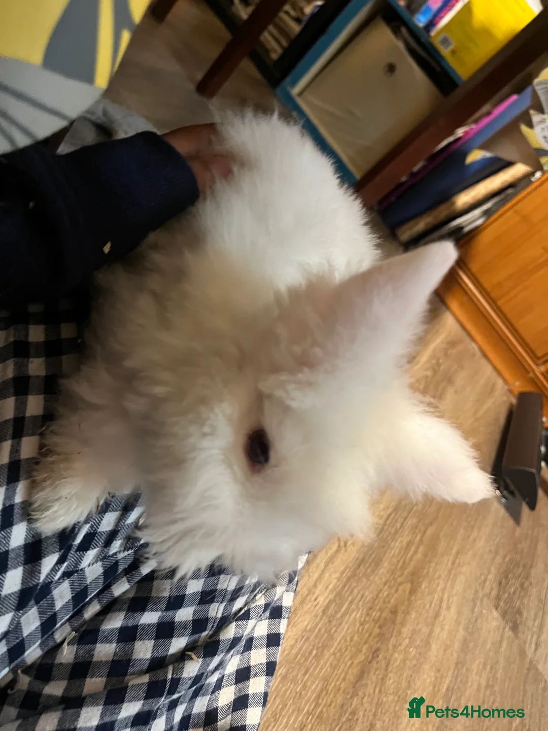 Mixed Breed rabbits for sale: Cute bunnies - Advert 2