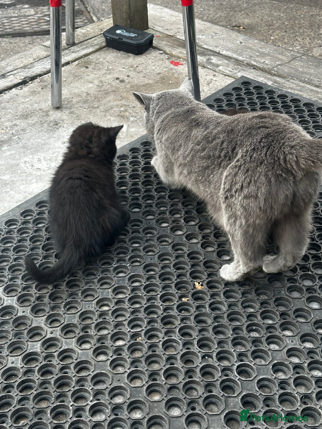Mixed Breed cats for sale: 3 female kittens ready to go  - Image 18