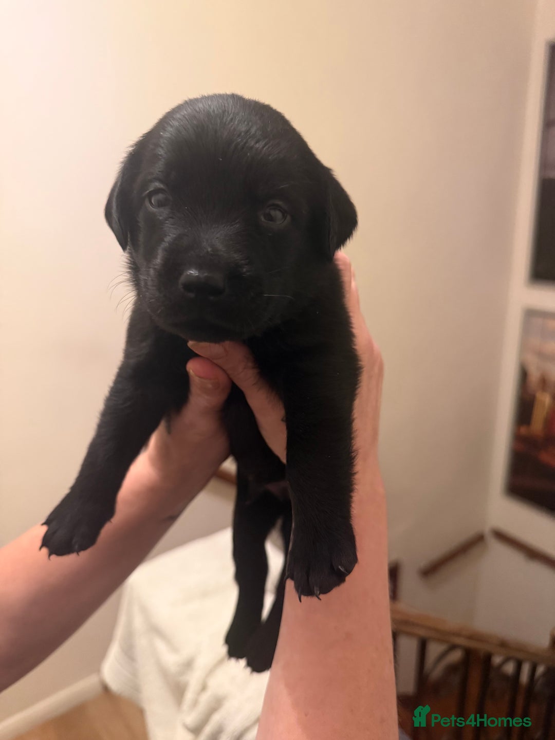 Labrador Retriever dogs for sale: Beautiful Labrador puppies  - Advert 1