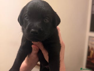 Labrador Retriever dogs Beautiful Labrador puppies - Advert 8