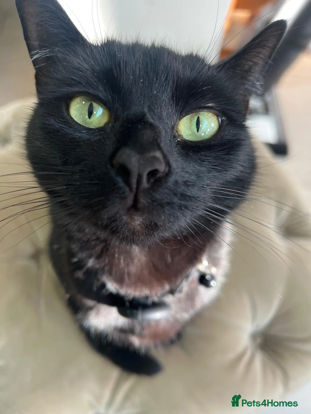 Domestic Shorthair cats for sale: Muffin  in Wolverhampton - Advert 1