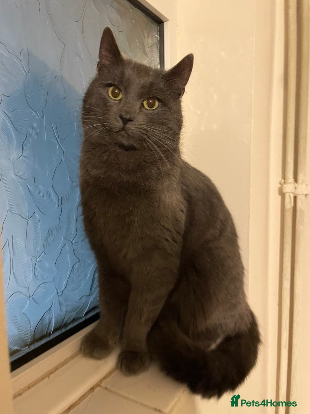 Mixed Breed cats for sale: Russian Blue mix boy - Advert 2