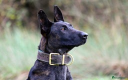 Belgian Shepherd Dog dogs for sale: Stunning Dutch Shepherd Female - Advert 1
