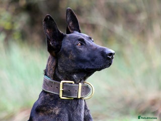 Belgian Shepherd Dog dogs for sale: Stunning Dutch Shepherd Female - Advert 1