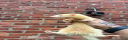 Ferret rodents for sale: Mixture of Jill and hobs in Sunderland - Advert 8