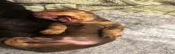 Dachshund dogs for sale: Gorgeous dacshund puppies for sale  - Advert 17