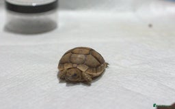 Tortoise reptiles for sale: Greek Tortoises for sale - Image 15