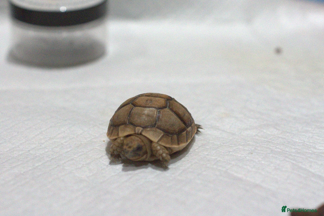 Tortoise reptiles for sale: Greek Tortoises for sale - Image 15