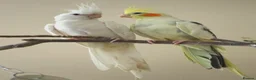 Cockatiels birds for sale: Pair of male cockatiel for sale - Advert 1