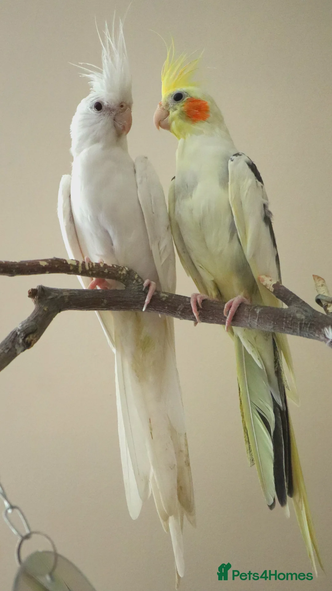Cockatiels birds for sale: Pair of male cockatiel for sale - Advert 1