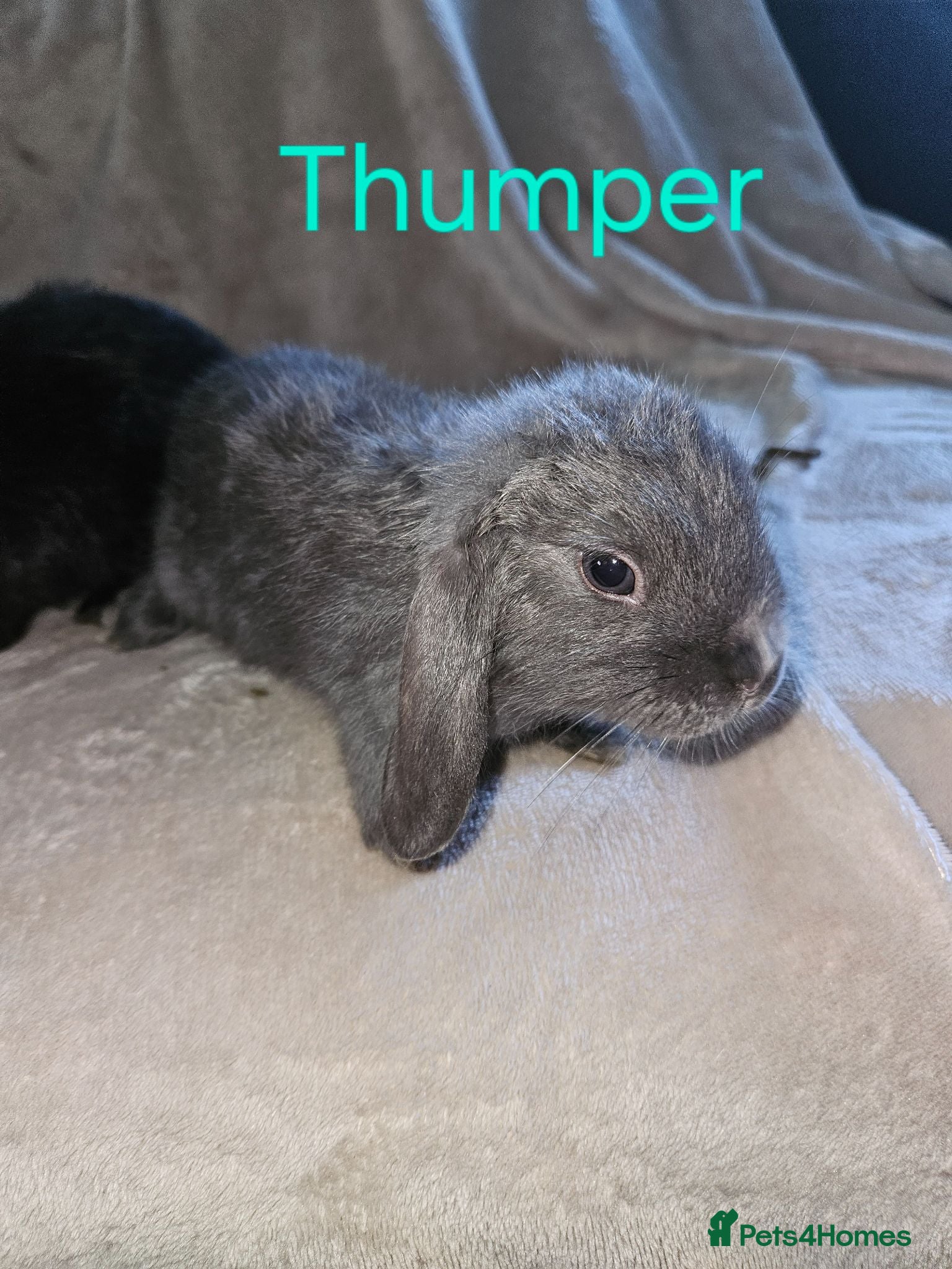 Mini Lop rabbits Baby Lop rabbits for sale to loving homes - Advert 2