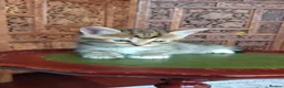 Siberian cats for sale: Cute mixed Siberian kittens in Dagenham - Advert 5