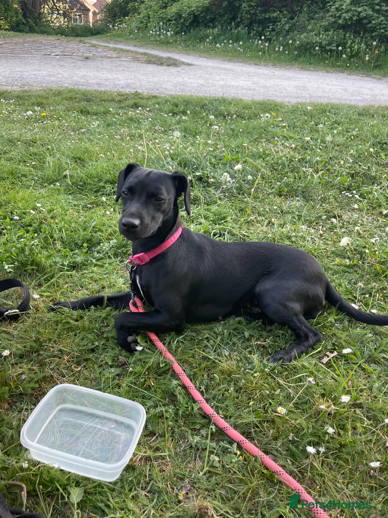Mixed Breed dogs Selling our 2 year old dog, Reina ❤️ - Advert 3