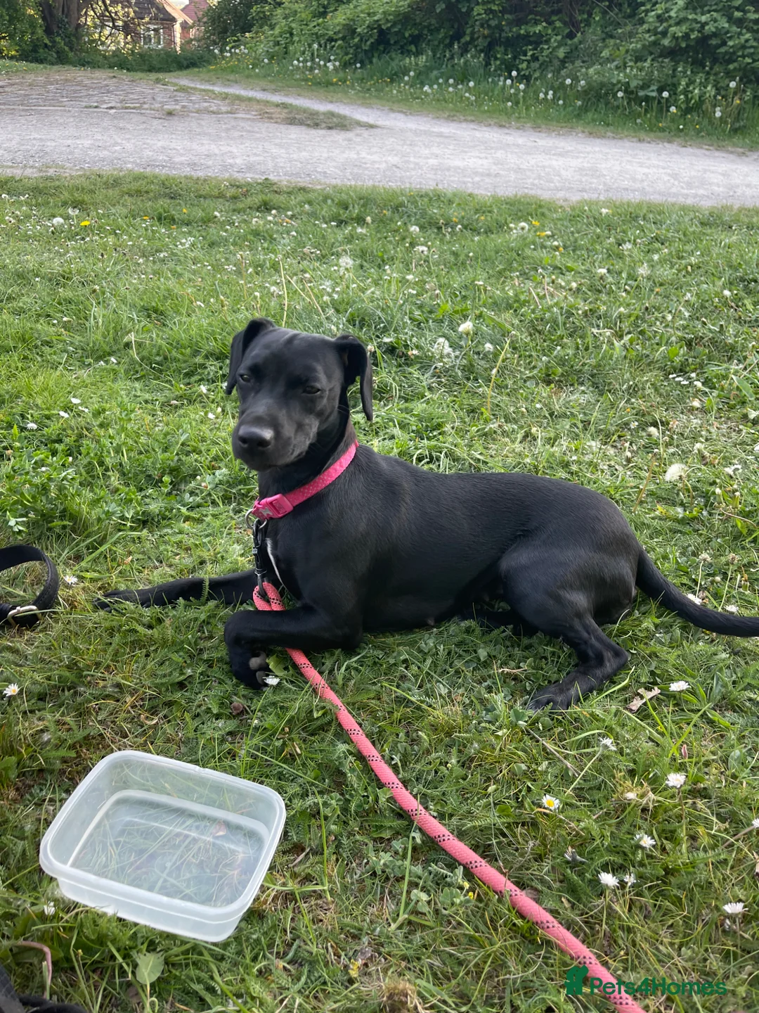 Mixed Breed dogs for sale: Selling our 2 year old dog, Reina ❤️ - Advert 1