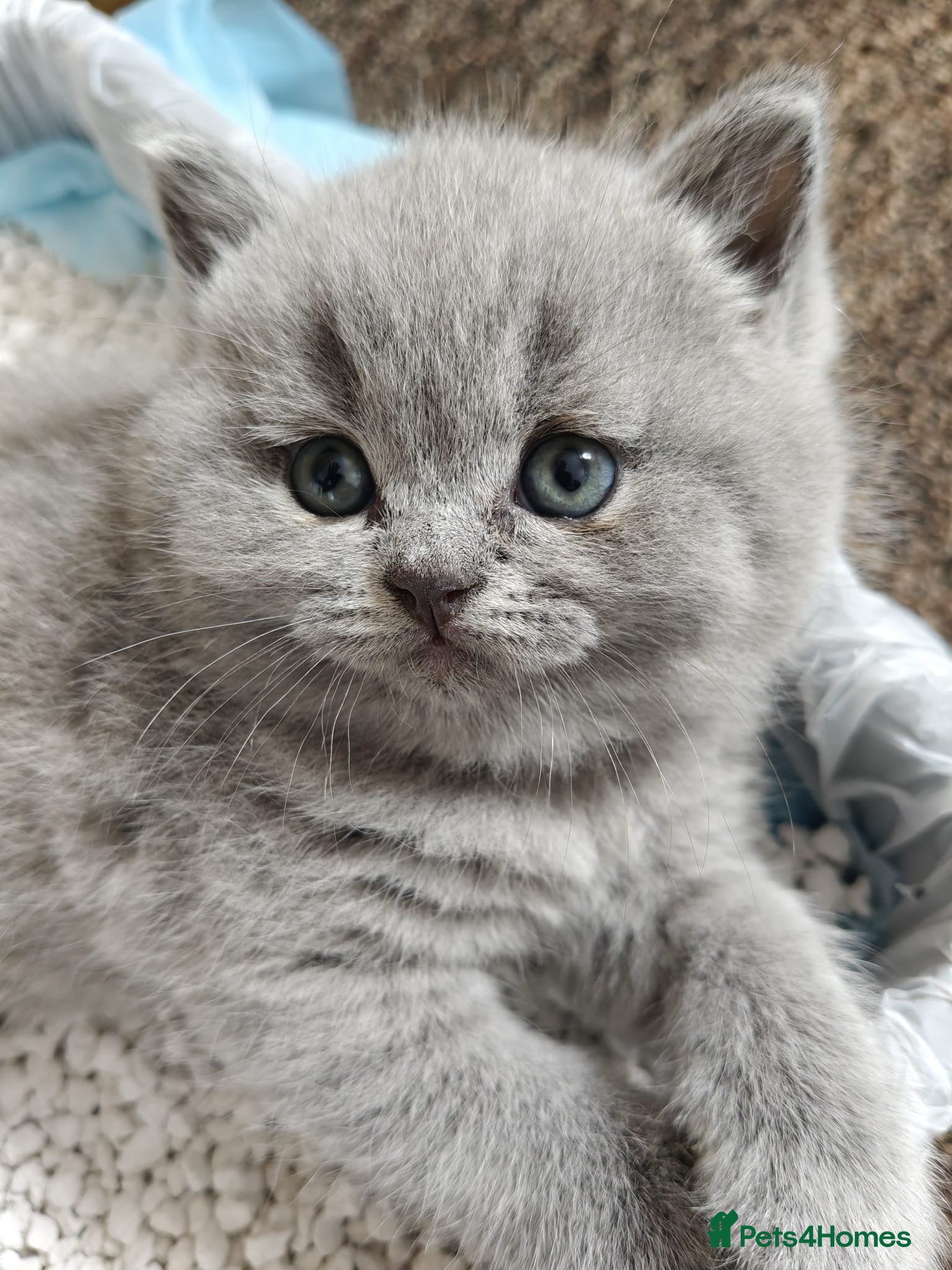 British Shorthair cats 🐱 Blue British Shorthair kittens 🐱  - Advert 17