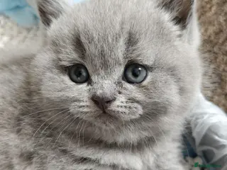 British Shorthair cats 🐱 Blue British Shorthair kittens 🐱 - Advert 17