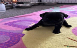 Pug dogs for sale: KCreg pug puppies for sale. - Image 17