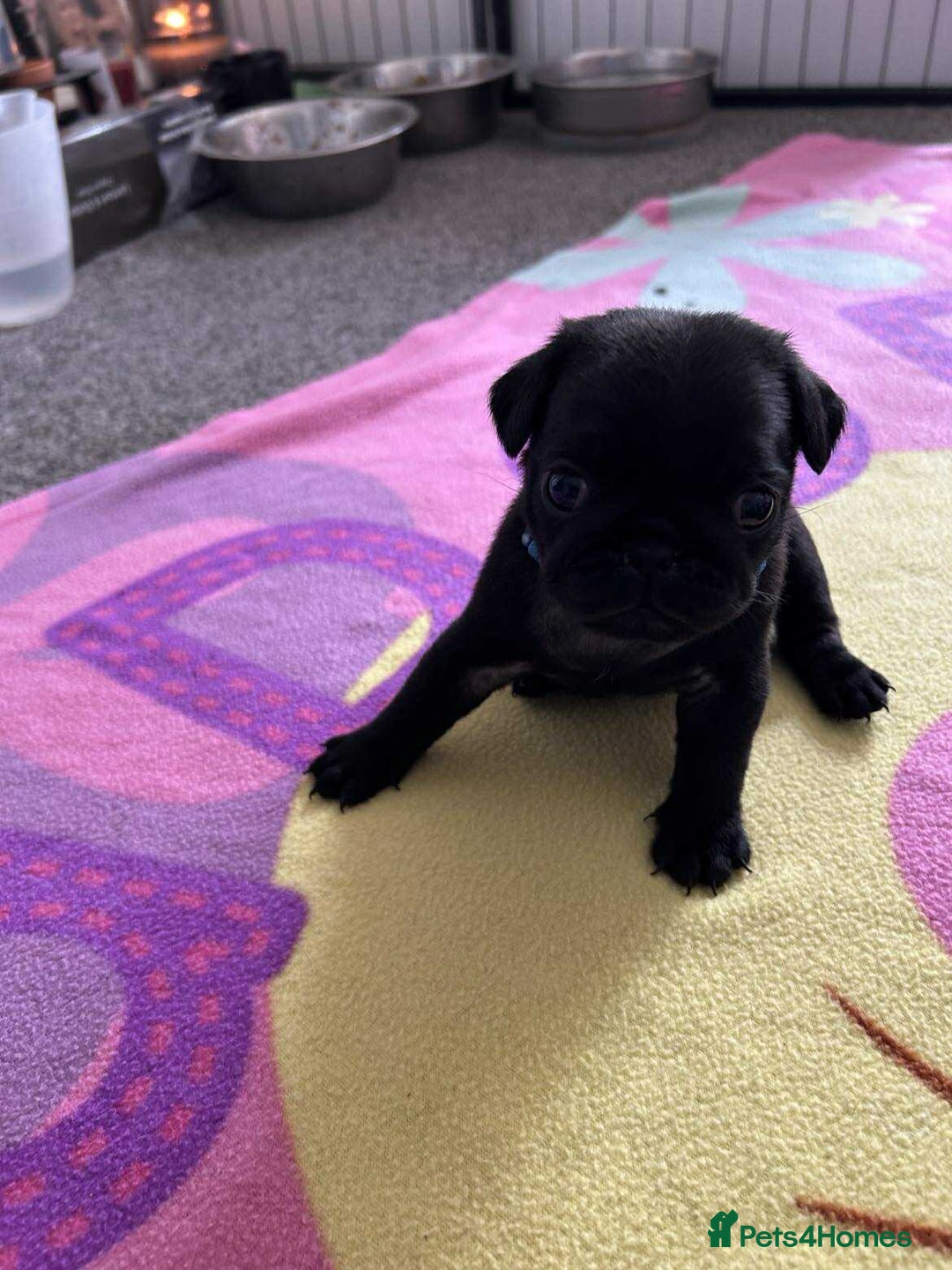 Pug dogs for sale: KCreg pug puppies for sale. - Image 17