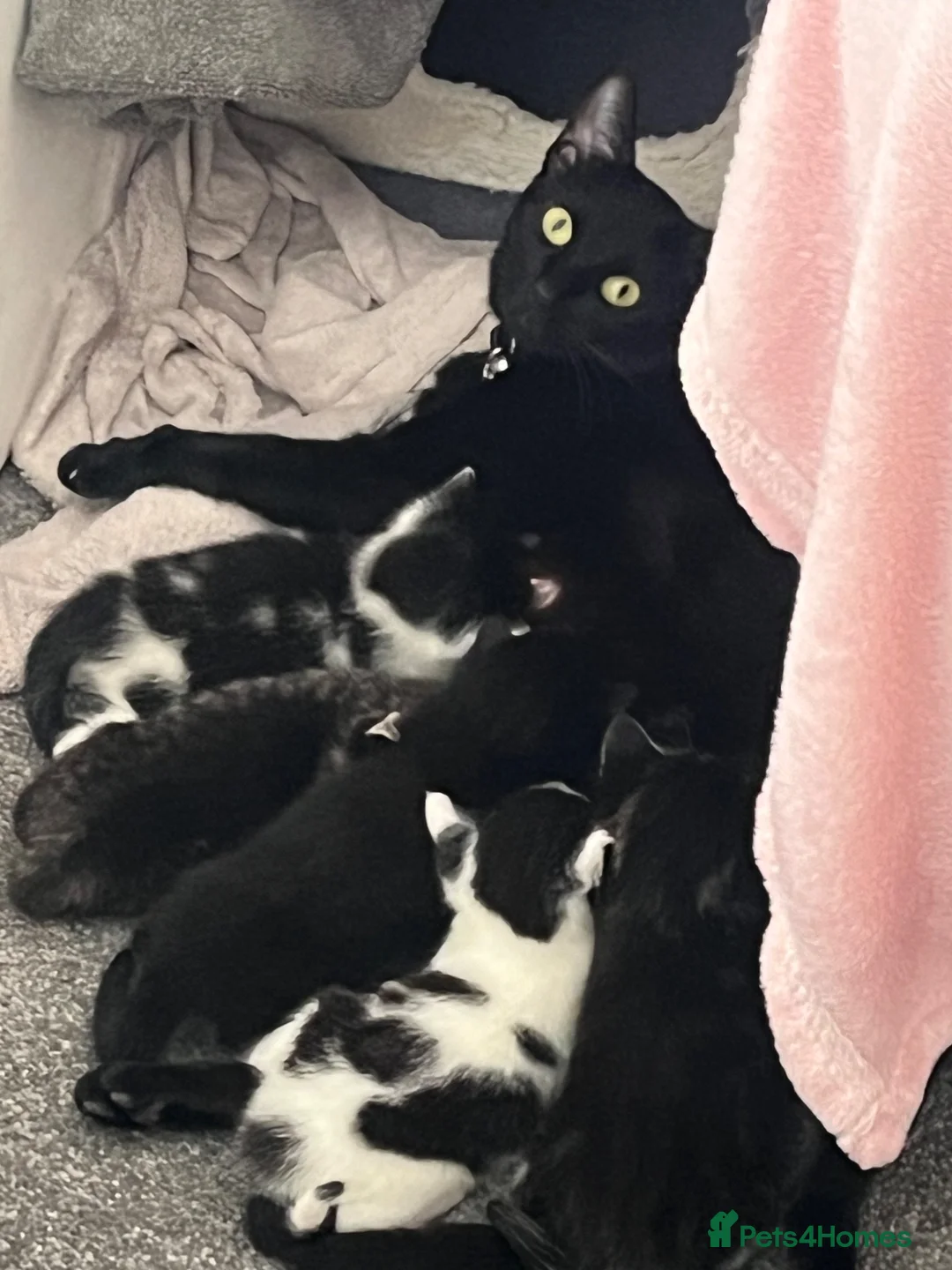 Mixed Breed cats for sale: URGENT 🚨 Last 2 Kittens (Boy & Girl) - Advert 7