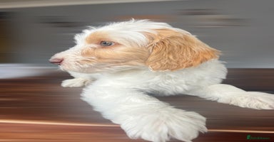 Australian Labradoodle dogs - Advert 2