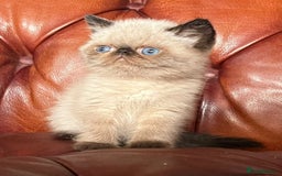 Exotic cats for sale: Last Remaining Exotic Shorthair Boy - Image 7