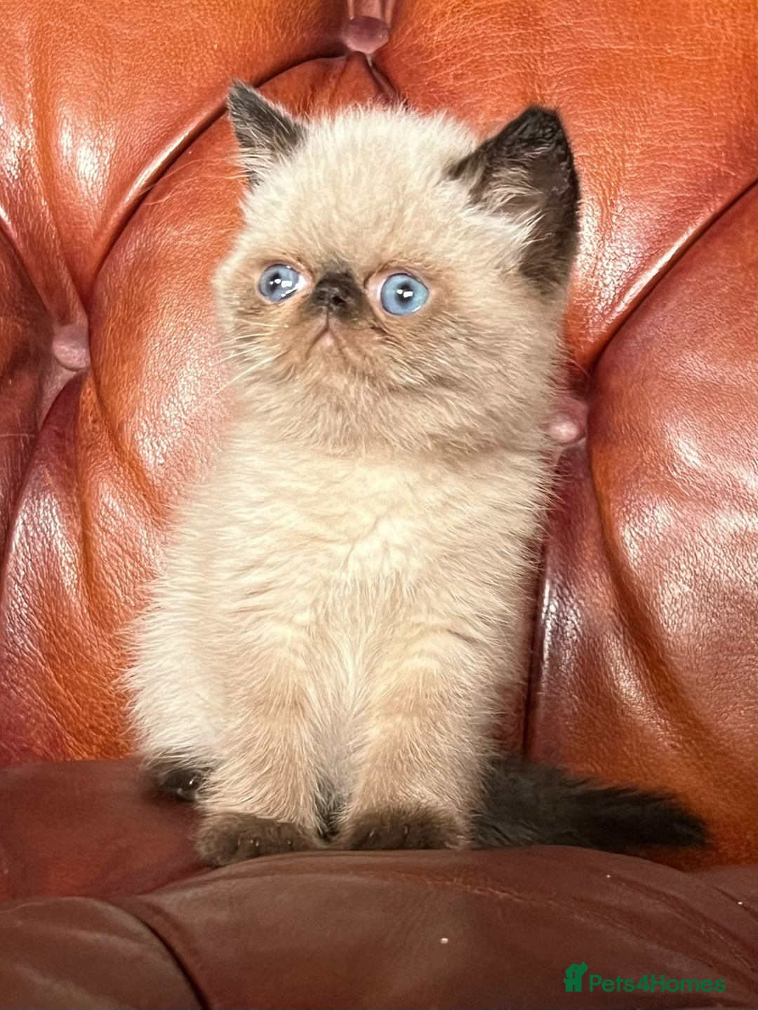 Exotic cats for sale: Last Remaining Exotic Shorthair Boy - Image 7