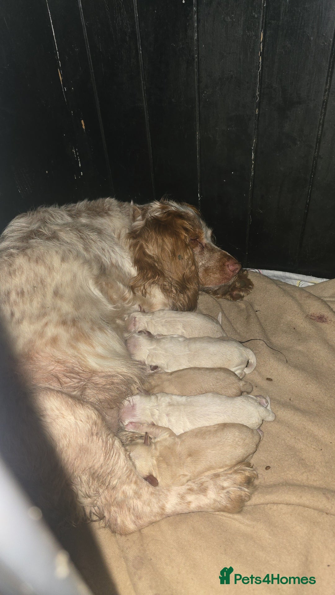 Cockapoo dogs for sale: Beautiful cockerpoos  - Image 2