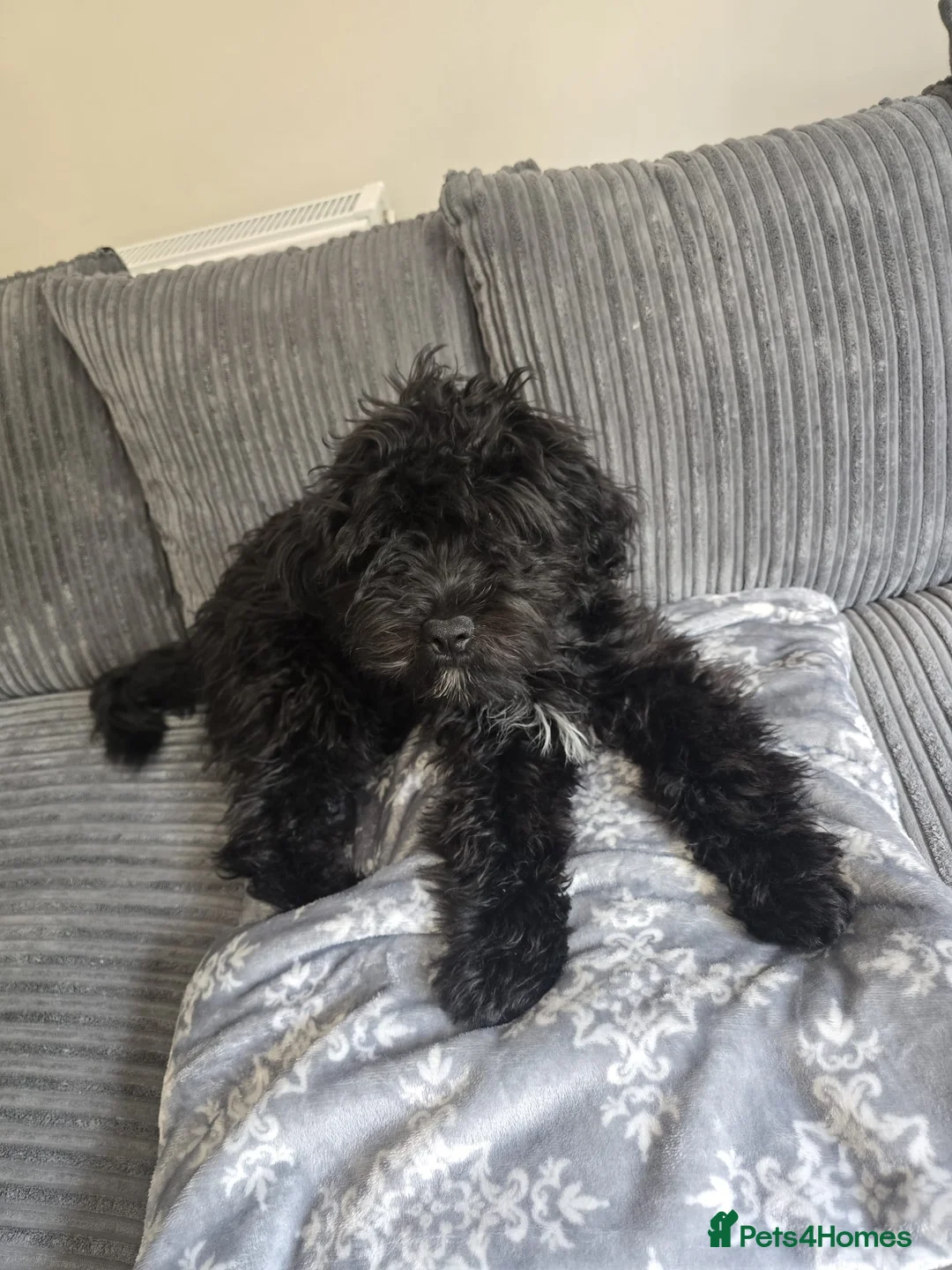 Cockapoo dogs for sale: Adorable 6-Month-Old Mini Cockapoo  - Advert 2