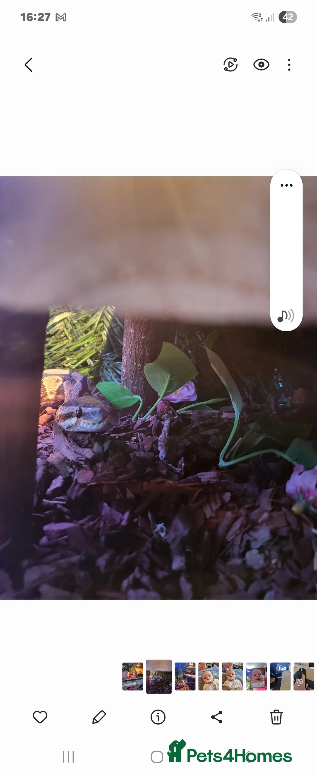 Python Snake reptiles for sale: Ball python plus tank  - Advert 2