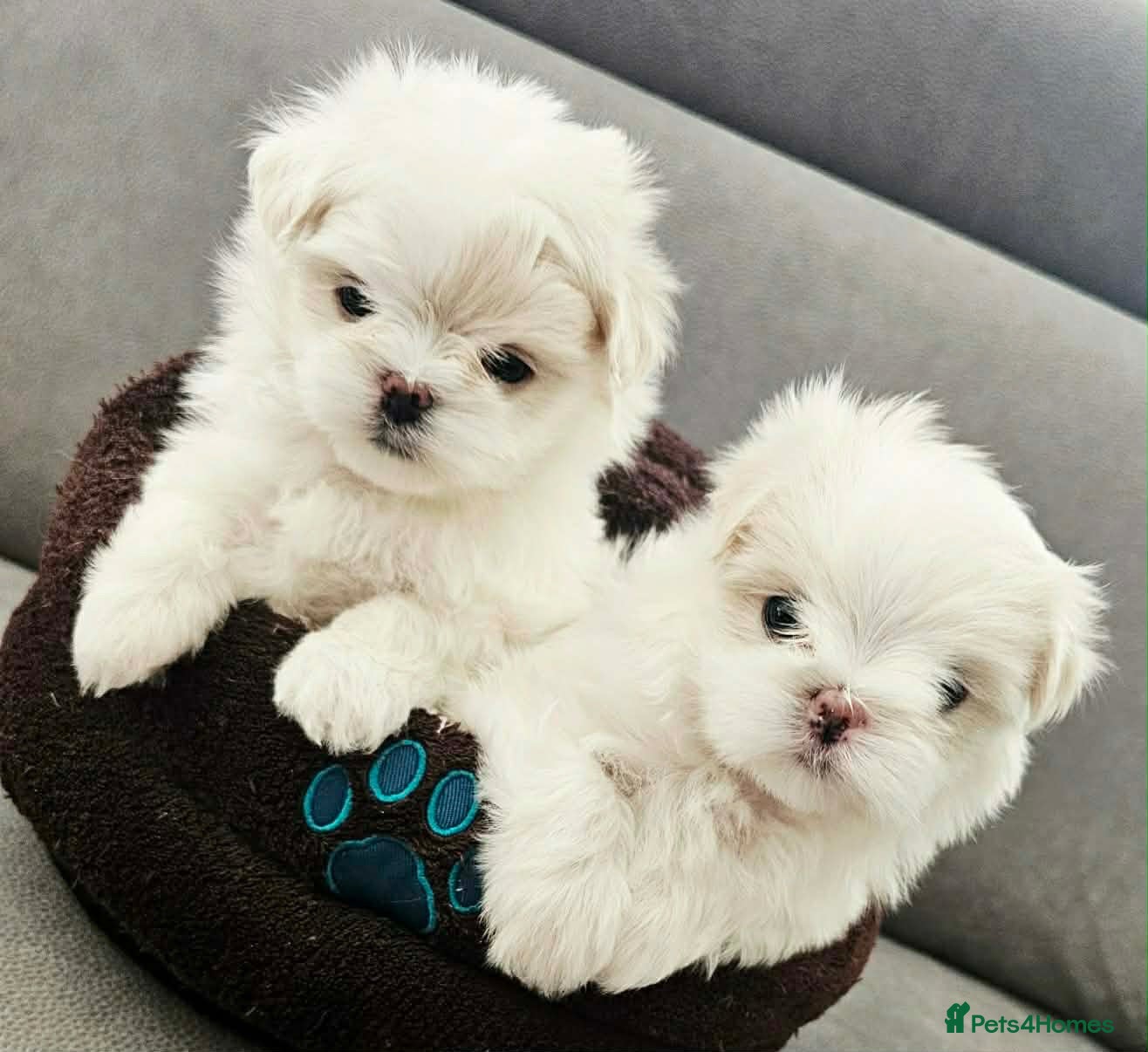 Maltese dogs Korean Line Maltese Puppy's  - Advert 1