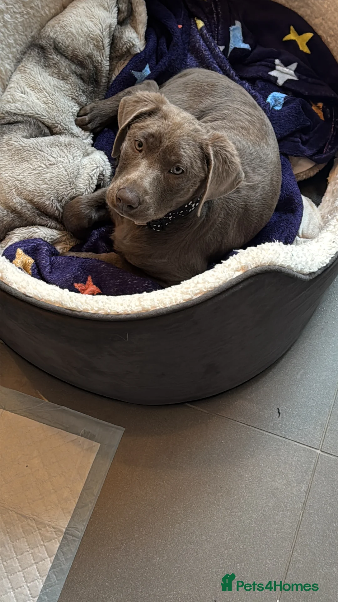 Labrador Retriever dogs for sale: Silver labrador in Bilston - Advert 1