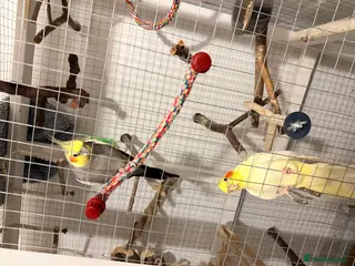 Mixed Breed birds 2x cockatiel and 2x budgies - Advert 1
