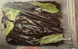 Mixed Breed reptiles for sale: African land snails  - Image 1