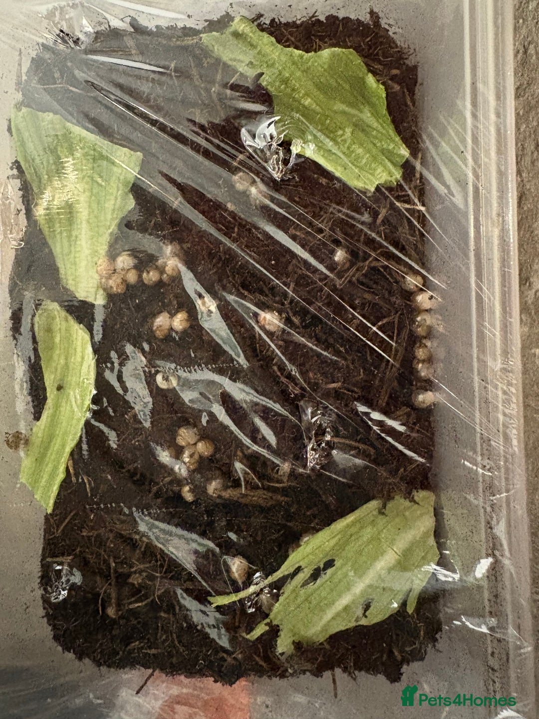 Mixed Breed reptiles for sale: African land snails  - Image 1