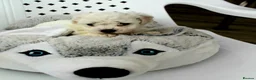 Bichon Frise dogs for sale: KC Registered Bichon Frise Champion Lines  - Advert 6