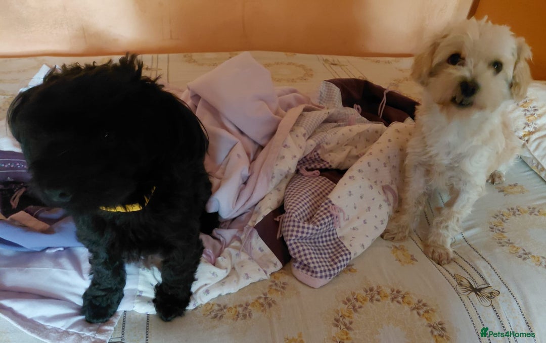 Mixed Breed dogs for adoption: 💛 BRINDY - A Sweet Little Black Velvet Girl 💛🐾 - Advert 5