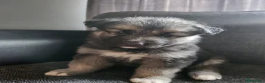 German Shepherd 3