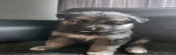 German Shepherd dogs for sale: German shepherd  in Erith - Advert 6