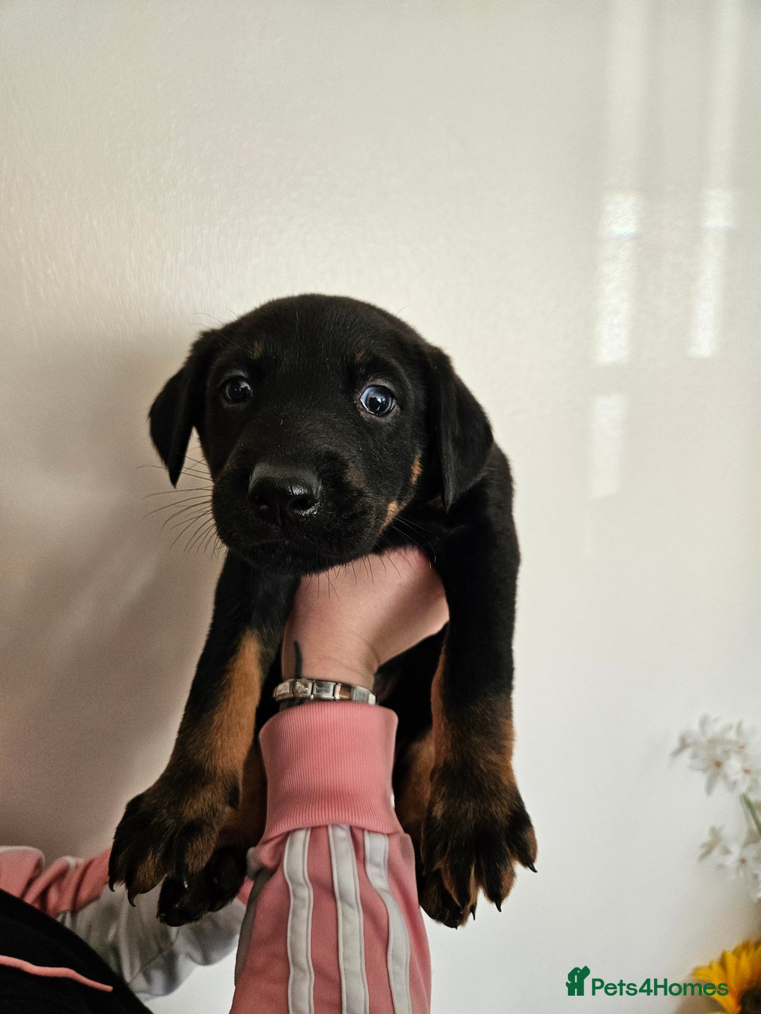 Mixed Breed dogs for sale: Beautiful black German shepherd x doberman  - Advert 11